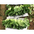 Chinese  Asian vegetable green cabbage pakchoy seeds 1kg/bag